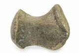 Fossil Mosasaur Paddle Bone - Texas #322925-1
